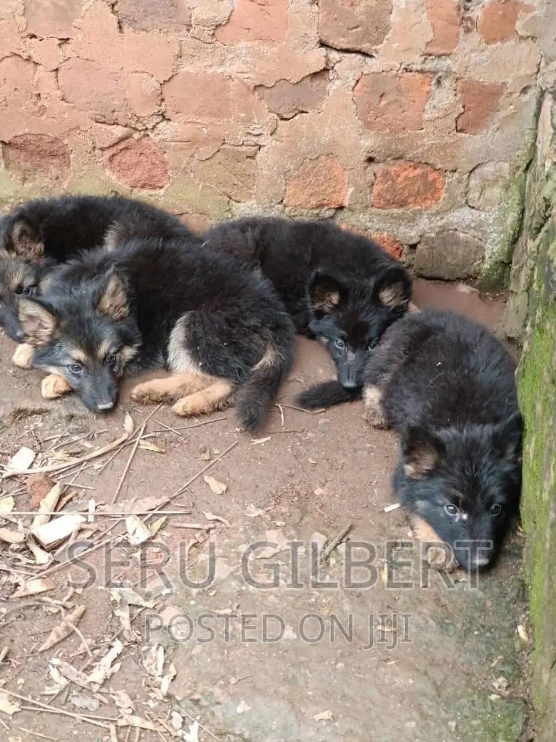 1-3 months Male Purebred German Shepherd