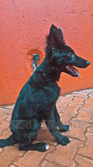 3-6 months Male Purebred German Shepherd