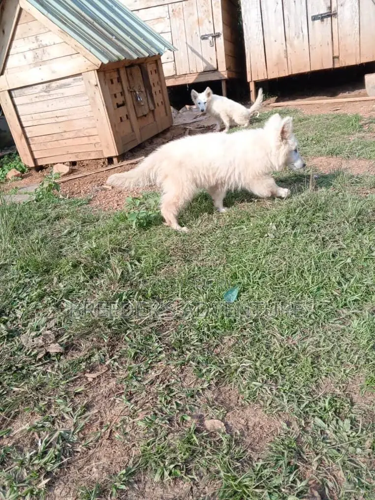 3-6 months Male Purebred German Shepherd