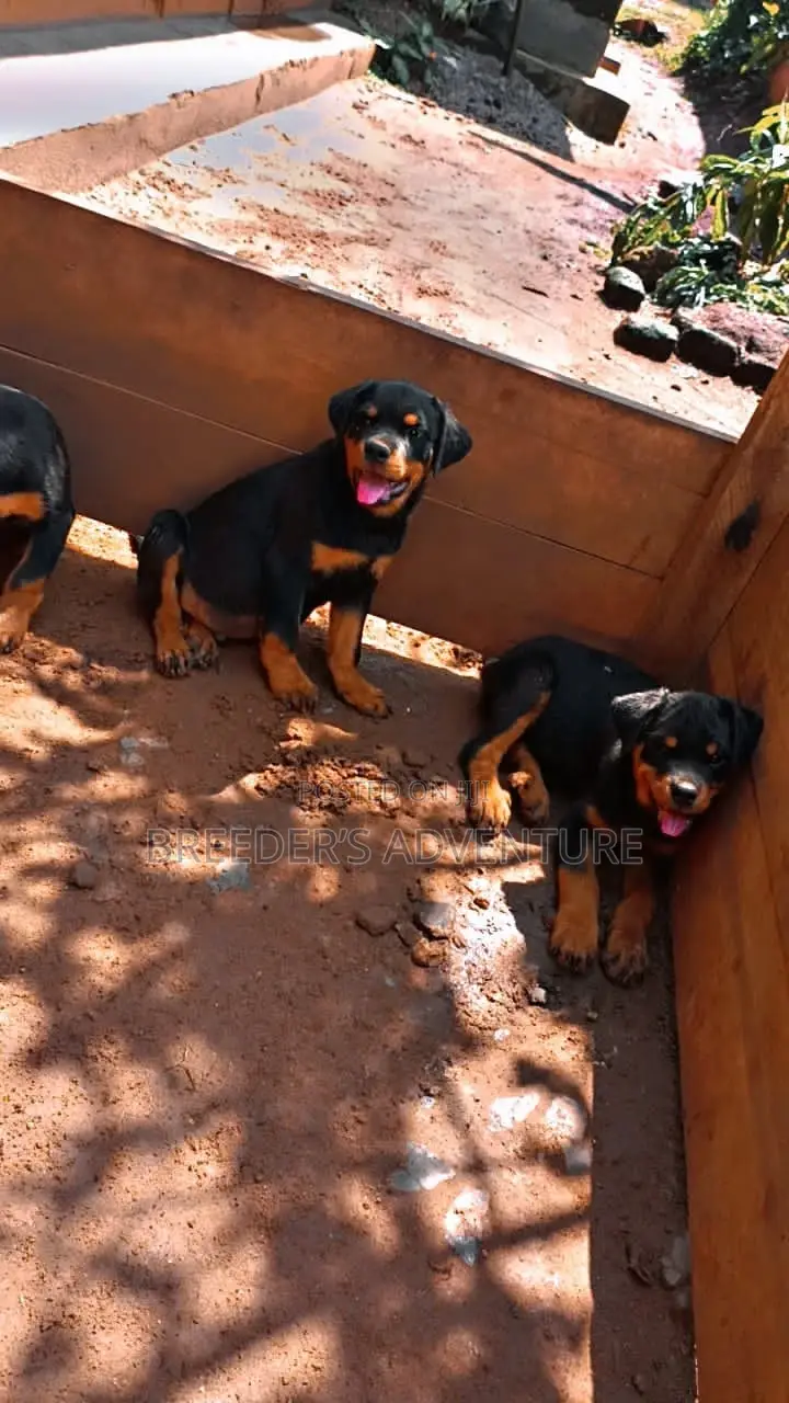 3-6 months Female Purebred Rottweiler