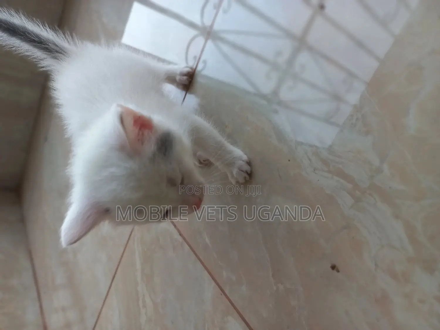 1-3 months Female Purebred Bombay