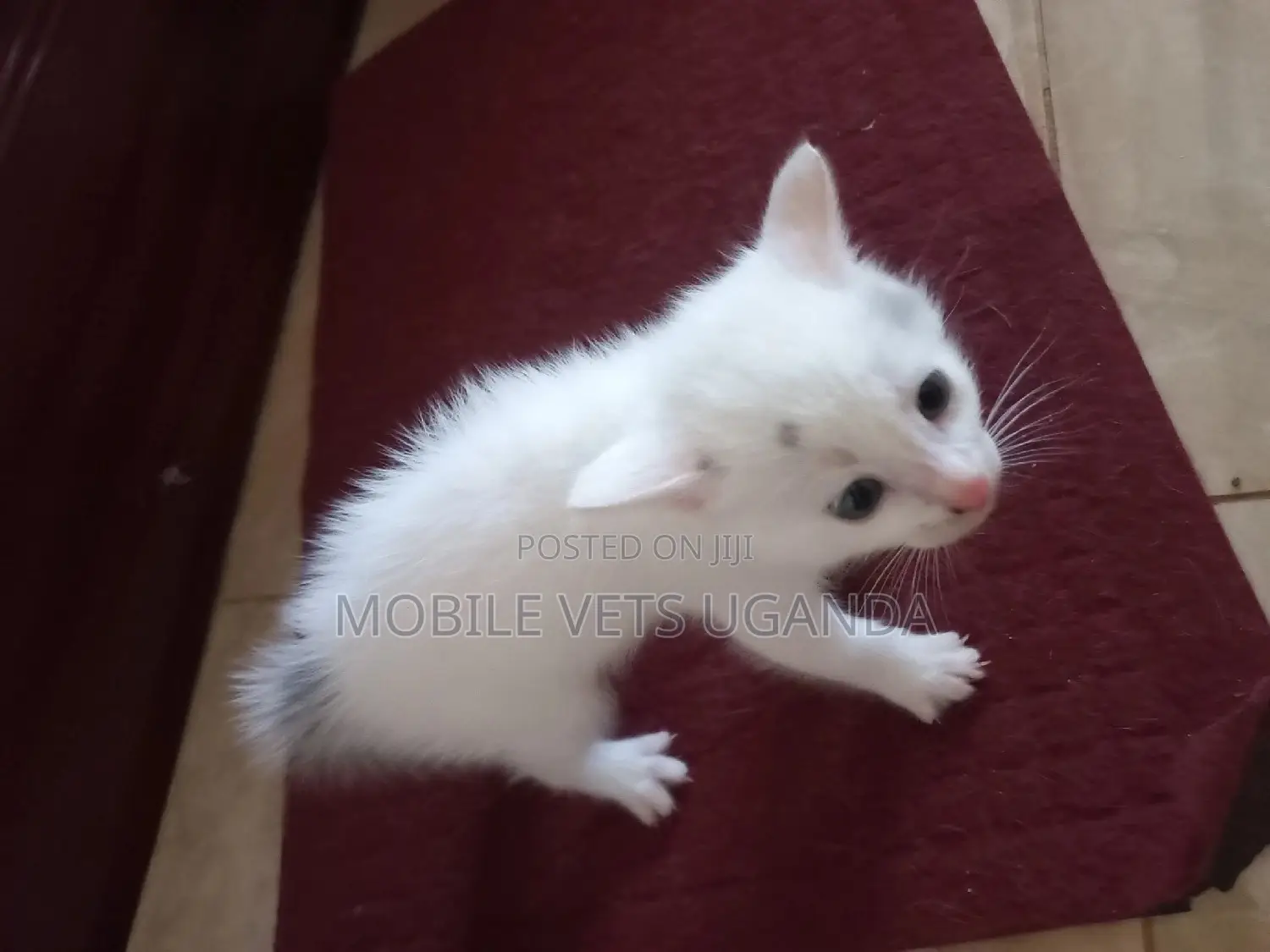 3-6 months Male Purebred Bombay
