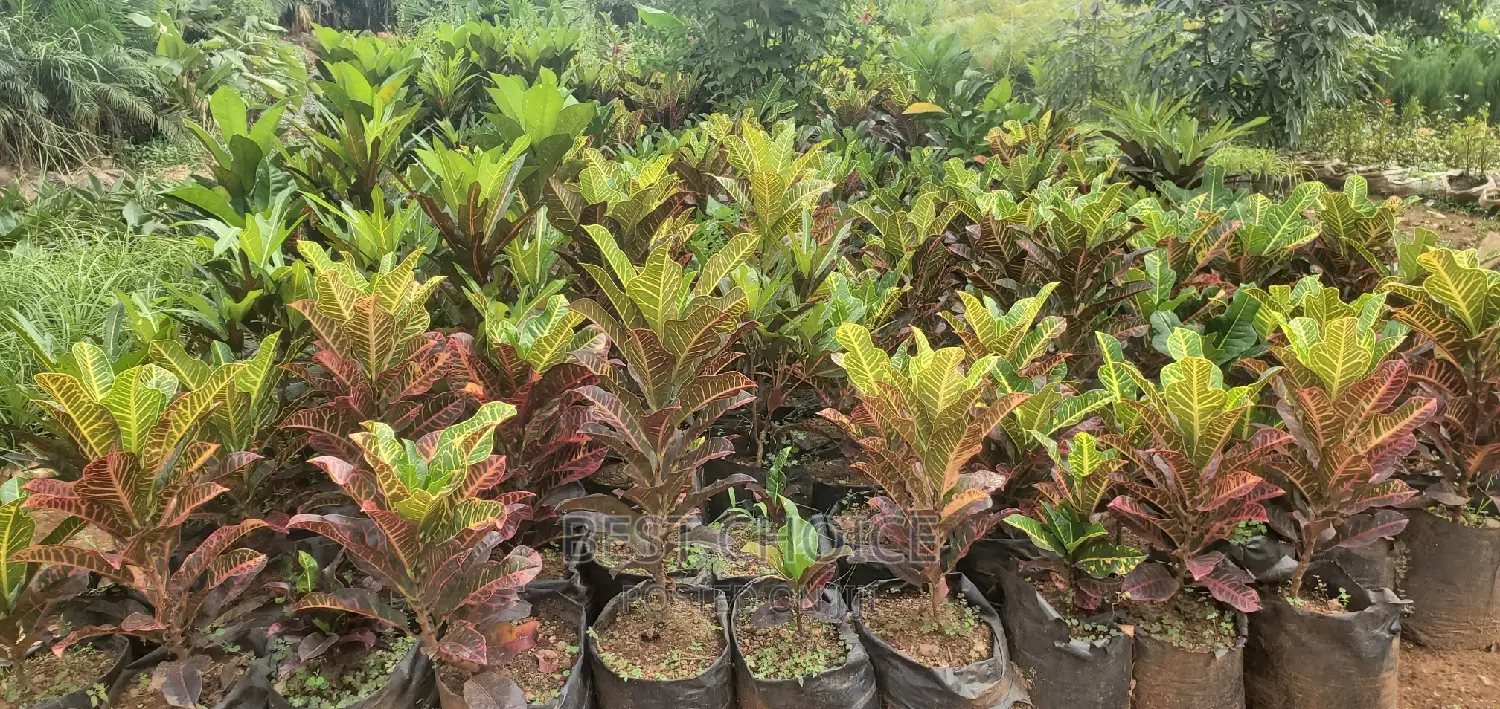 Croton Plant at a Wholesale Price