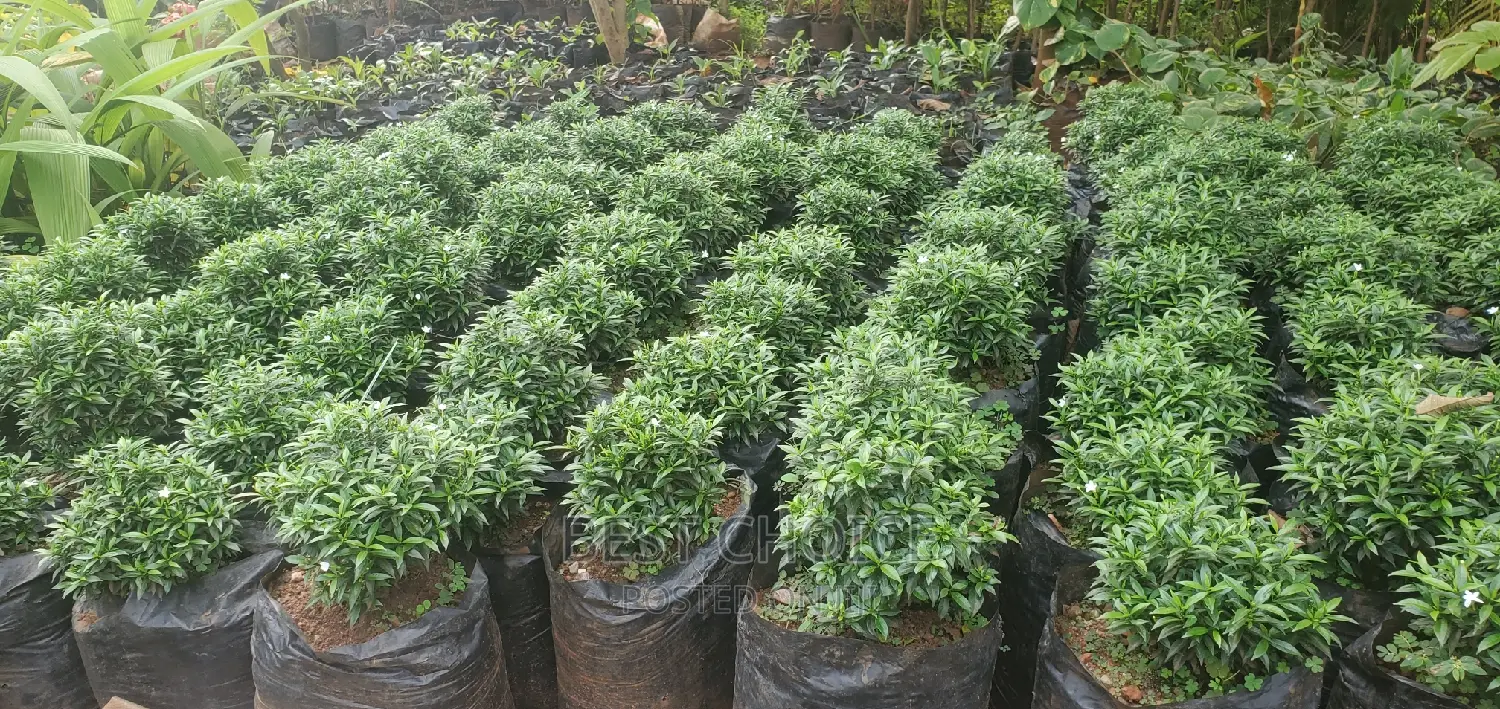 Montana Plant at a Wholesale Price