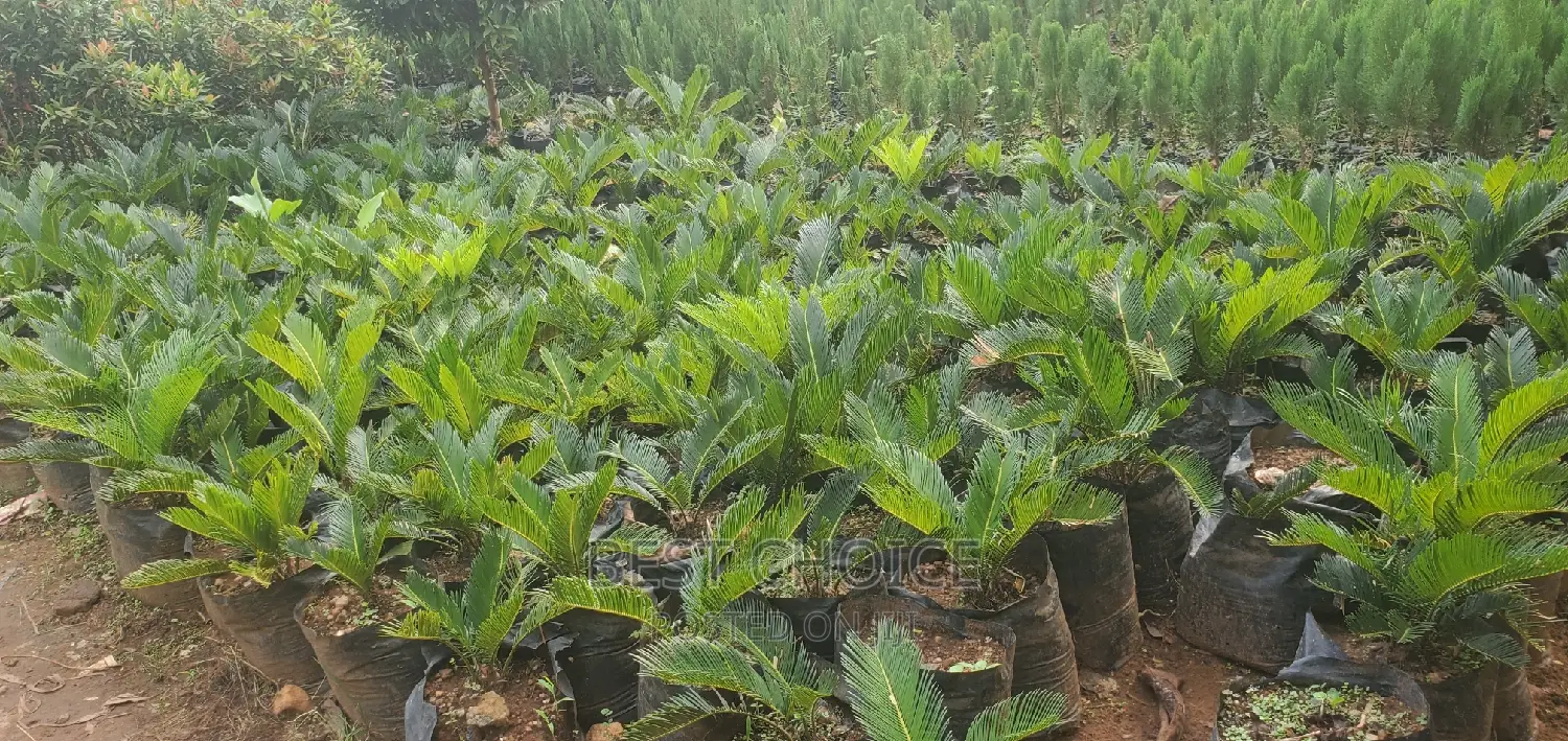 Sycard Plant at a Whole Sale Price