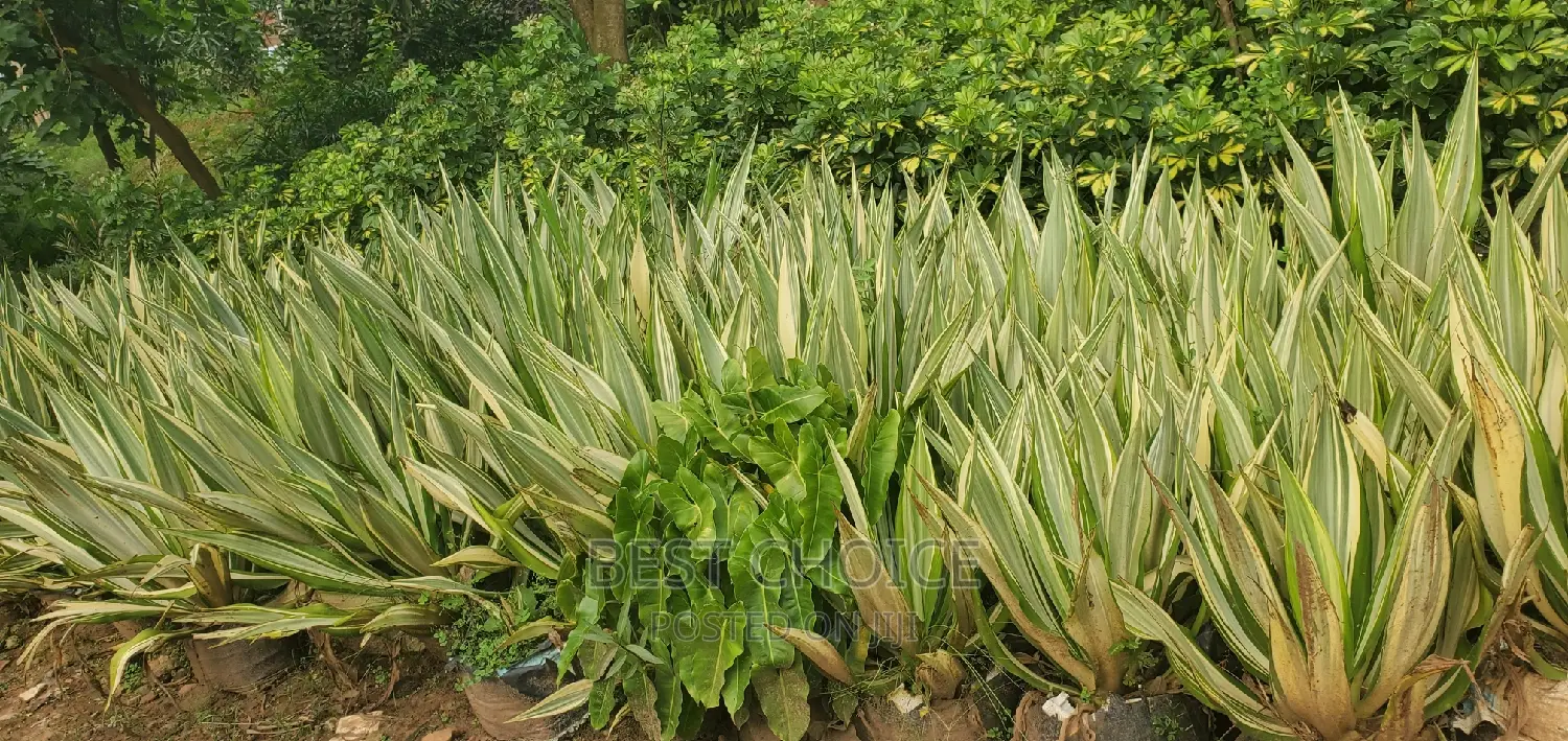 Agave Plant at a Whole Sale Plant