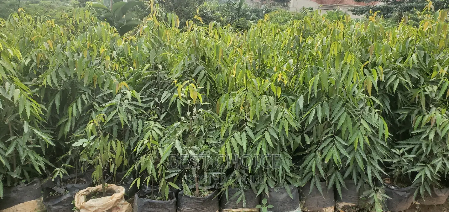 Ashoka Plant at a Wholesale Price