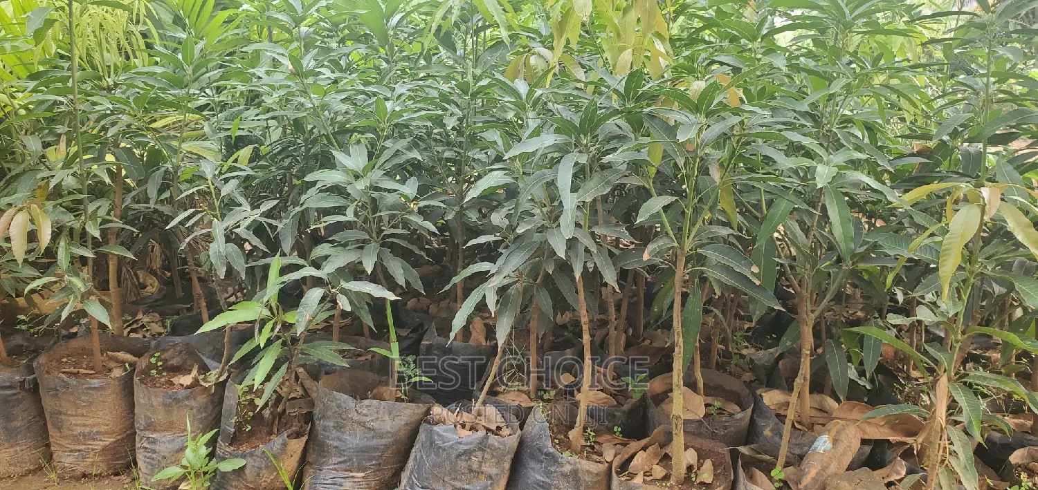 Exotic Mango at Entirety Price