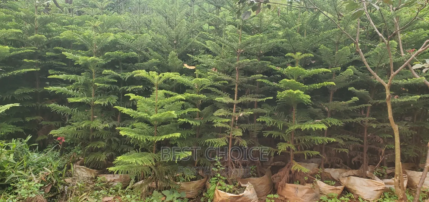 Allucaria Plant for Sale .( Whole Sale Price)