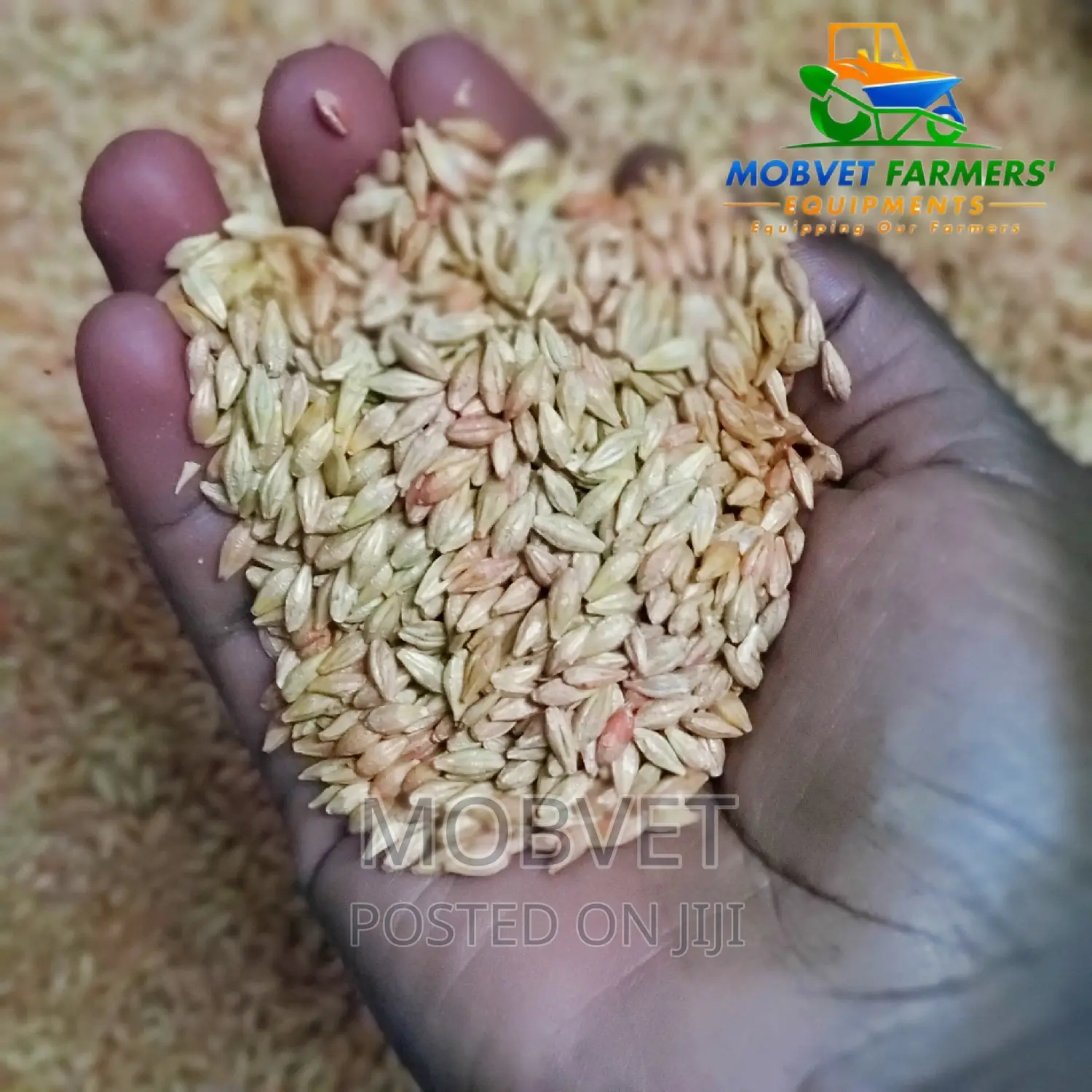 Barley Seeds 1