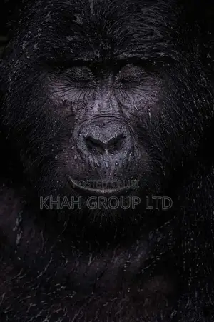 Tours,Safaris, Ticket, Car Rental, Hotels, Airport Pick Ups