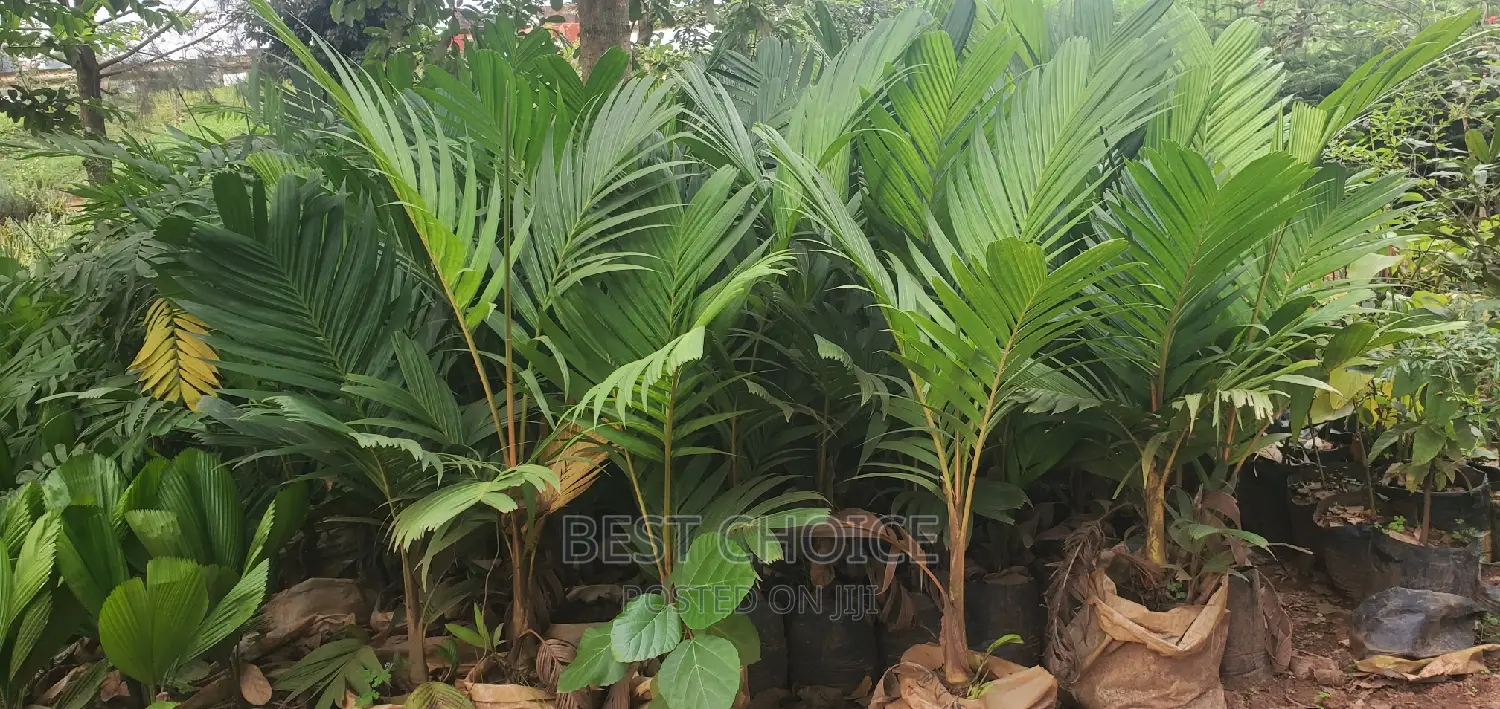 Create a Blissfull Paradise in Your Compound