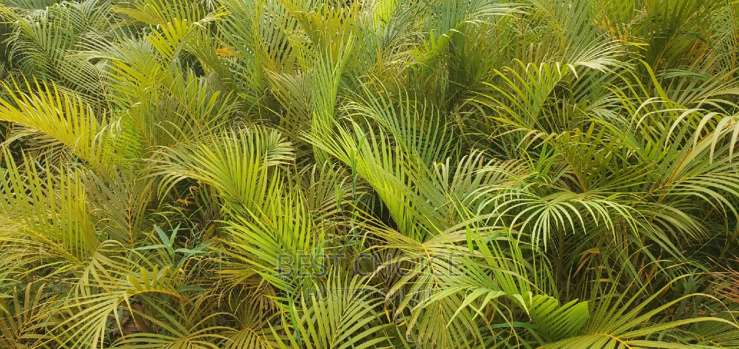 Create a Blissfull Paradise in Your Compound