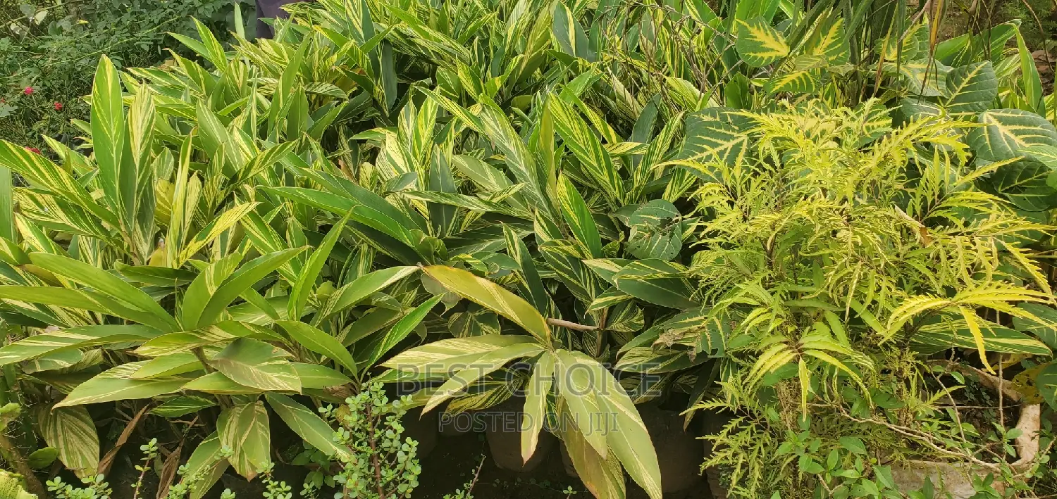 Arupinia Plant at a Wholesale Price