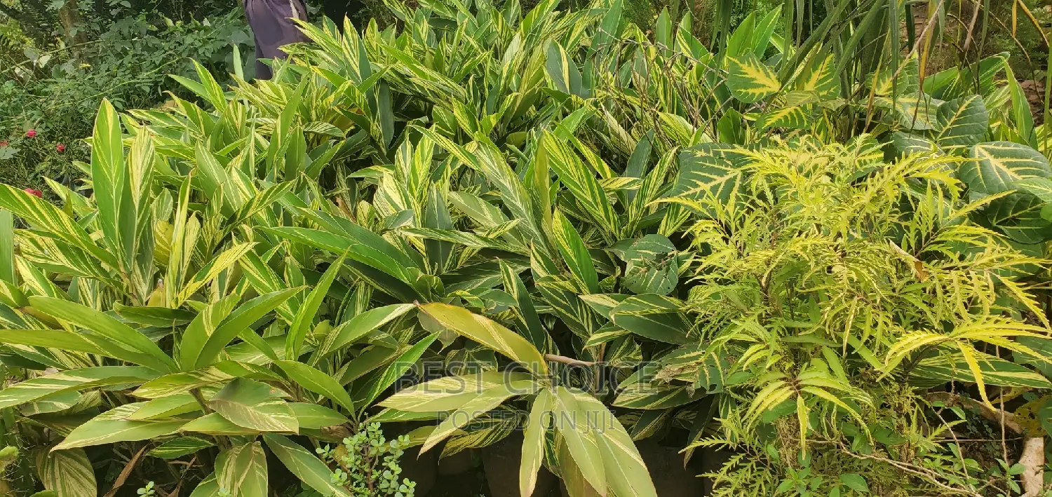 Arupinia Plant at a Wholesale Price