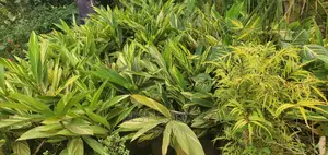 Arupinia Plant at a Wholesale Price