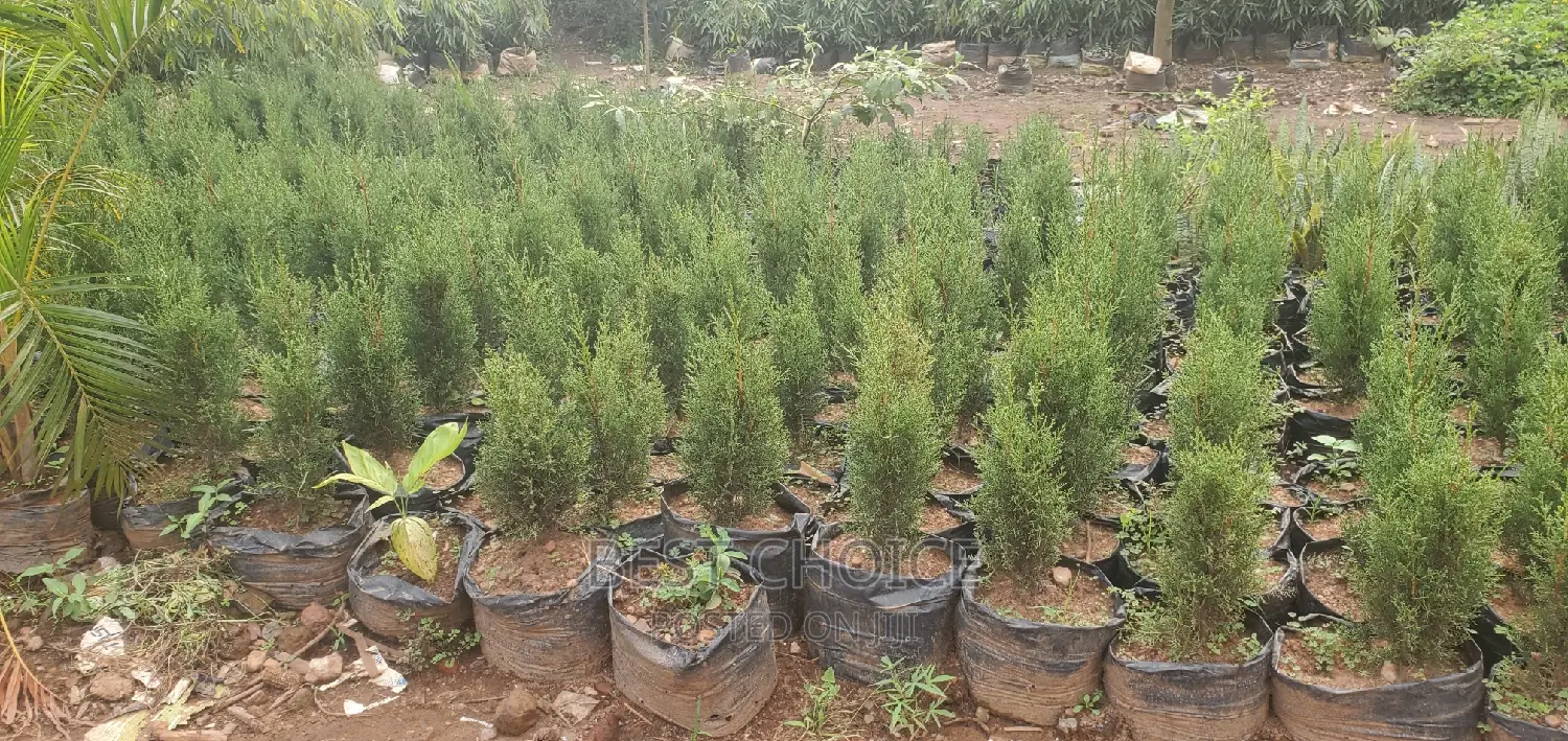 Pyramidaris Plant a Wholesale Price