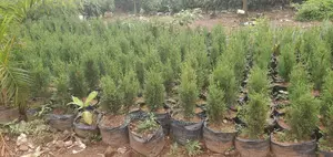 Pyramidaris Plant a Wholesale Price