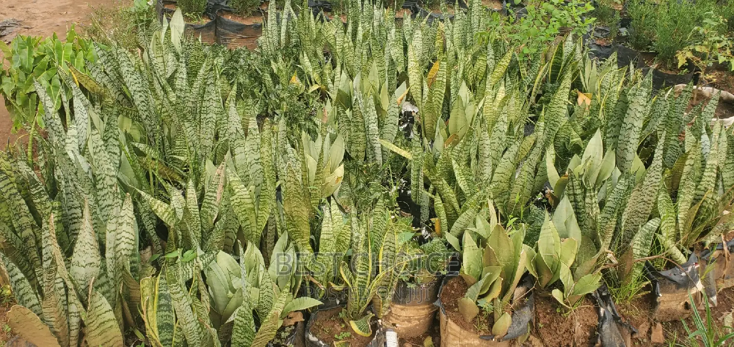Fresh Snake Plant at Wholesale Price