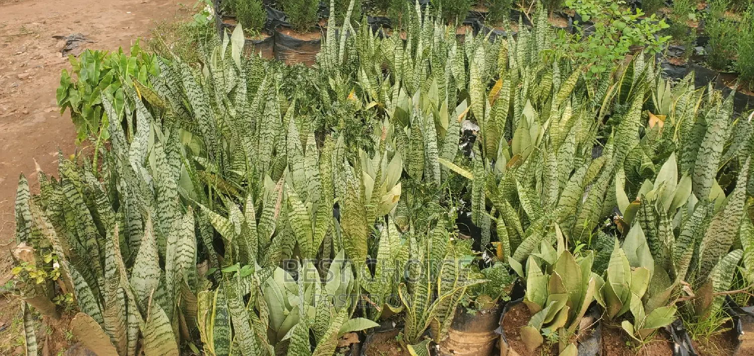 Fresh Snake Plant at Wholesale Price