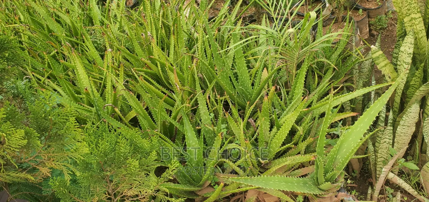 Herbs, Soils, and Decorative Stones, at (Affordable, Costs