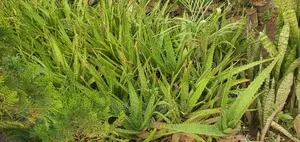 Herbs, Soils, and Decorative Stones, at (Affordable, Costs