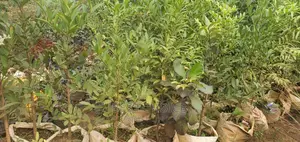Aganthis Plant for Sale