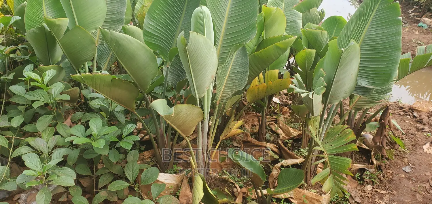 Bird of Paradise Plants for Sale
