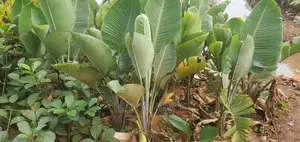 Bird of Paradise Plants for Sale