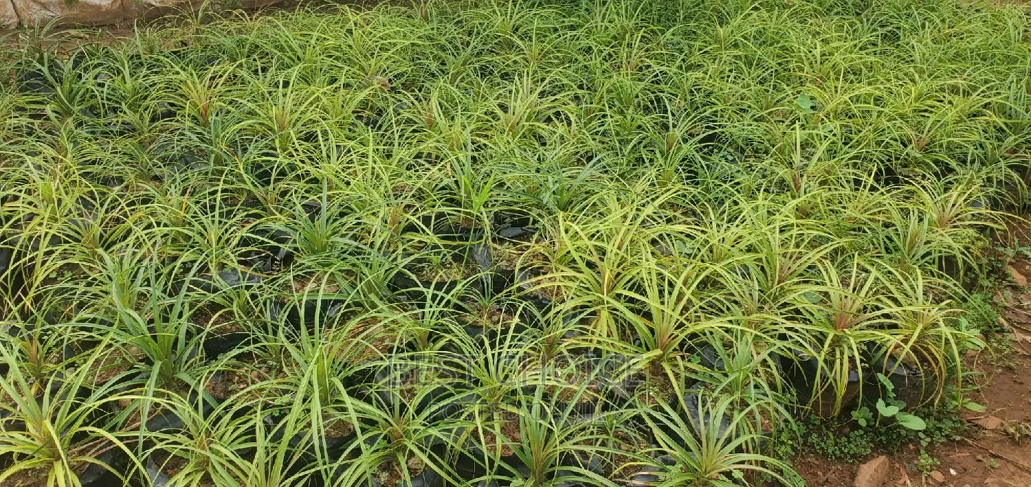 Pony Tail Plants at an Affordable Costs