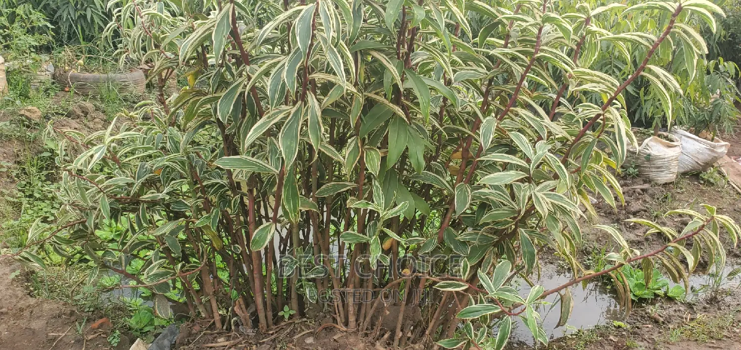 Arupinia White Plant for Sale at Reliable and Affordable Cos