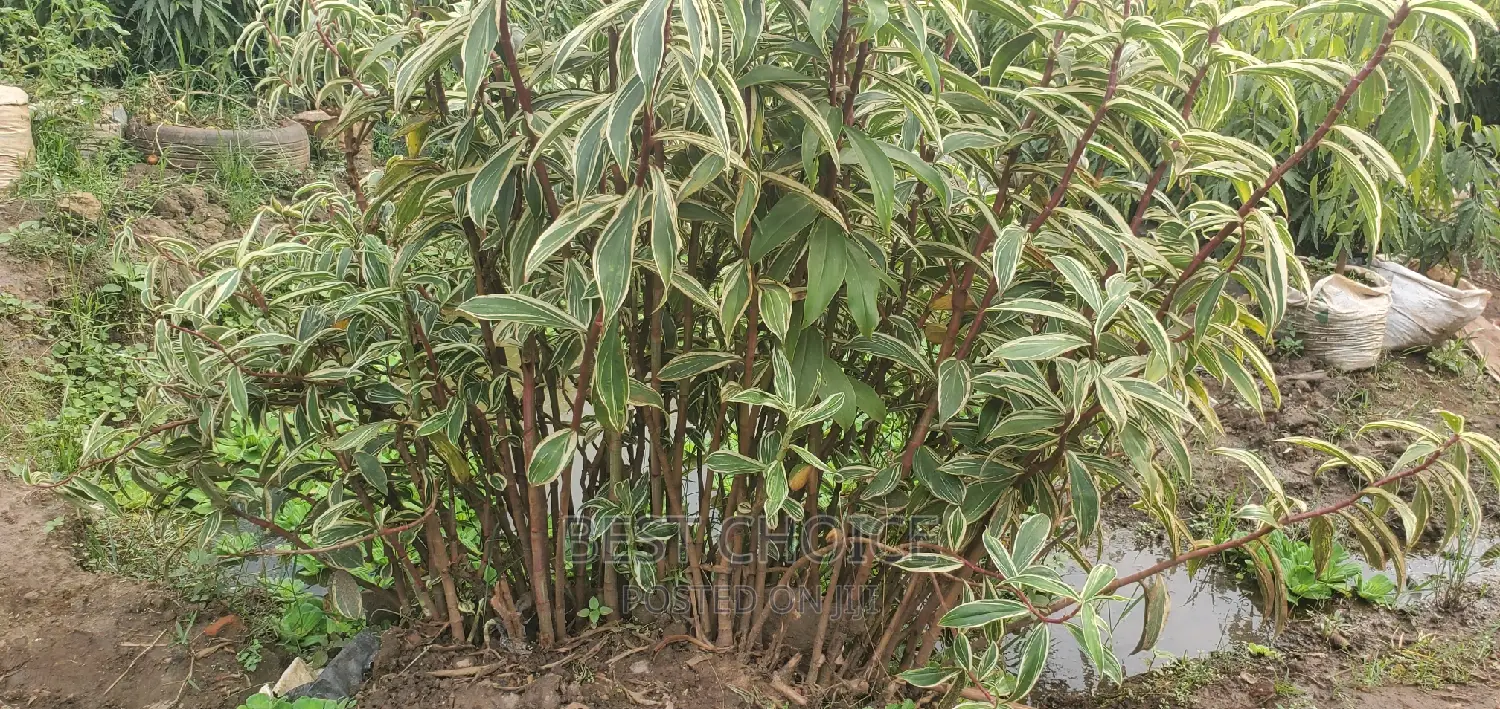 Arupinia White Plant for Sale at Reliable and Affordable Cos