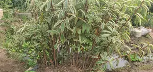 Arupinia White Plant for Sale at Reliable and Affordable Cos