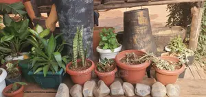 Introducing Our Sturdy and Stylish Concrete and Plastic Pots