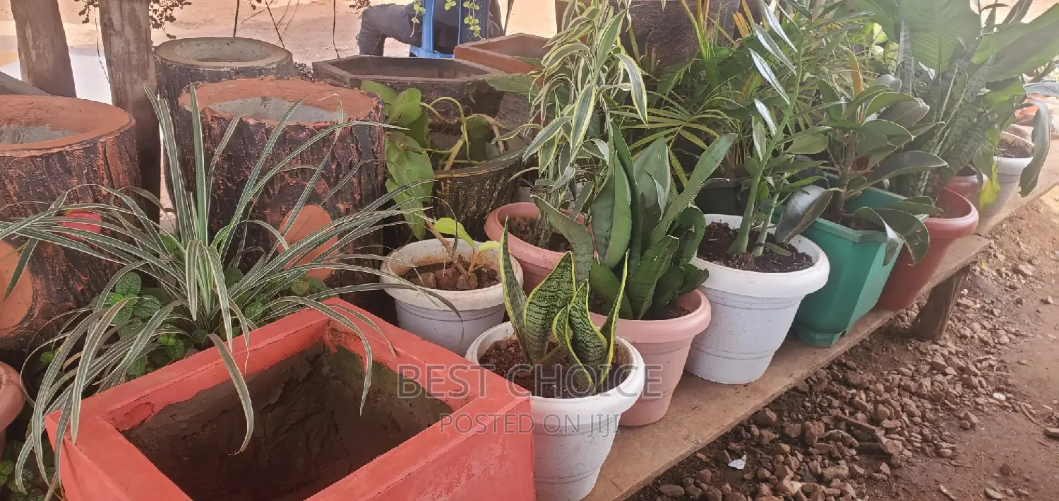Introducing Our Sturdy and Stylish Concrete and Plastic Pots