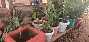 Introducing Our Sturdy and Stylish Concrete and Plastic Pots