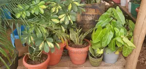 Durable and Elegant Pots Available in Various Sizes