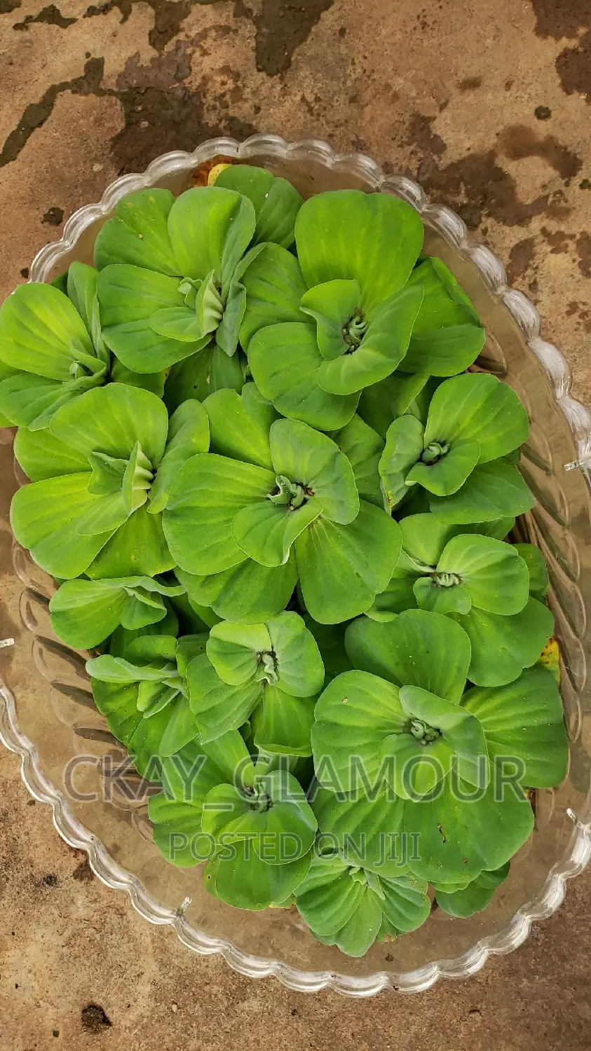 Water Plants for Indoor and Outdoor