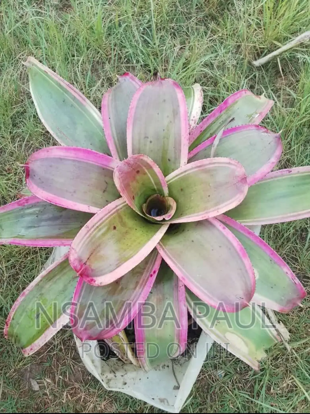 Bromelia Plants