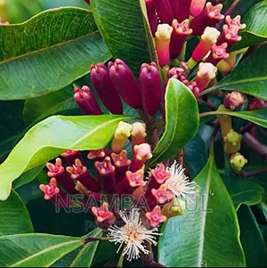 Cloves Trees