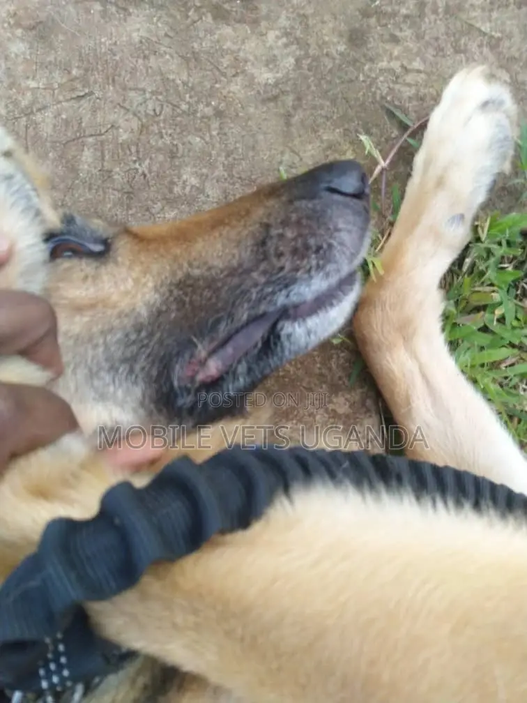 6-12 months Female Purebred German Shepherd