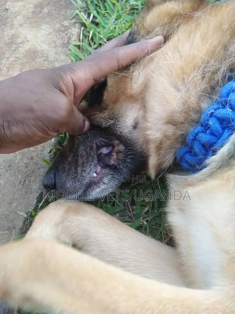 1+ year Male Purebred German Shepherd