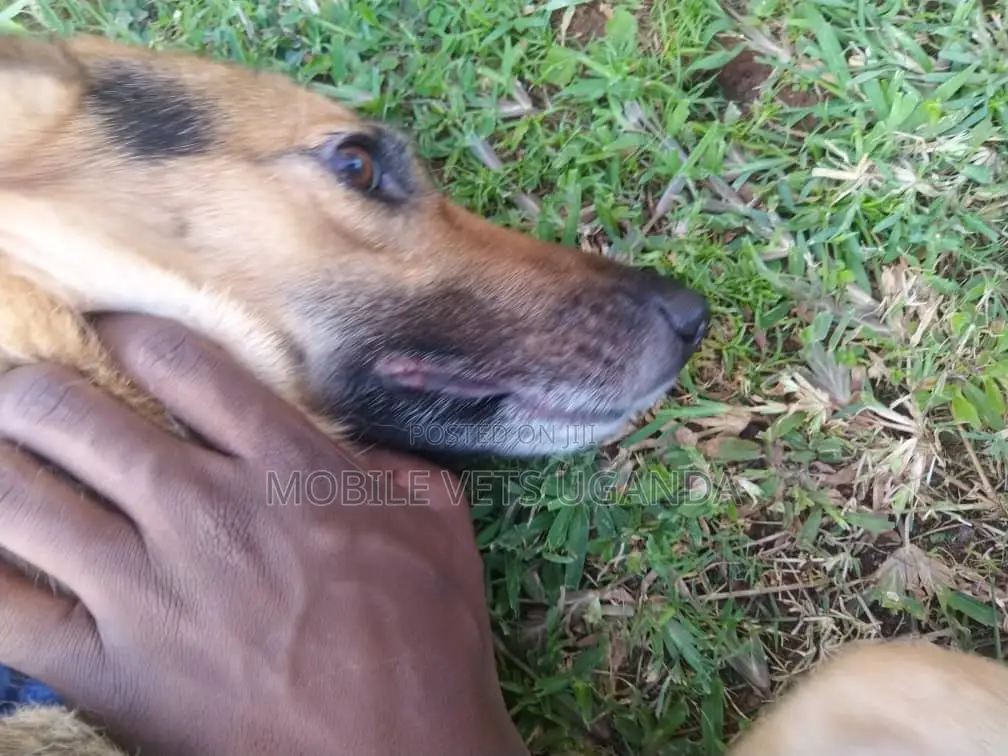 1+ year Female Purebred German Shepherd