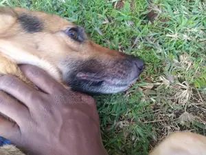 1+ year Female Purebred German Shepherd