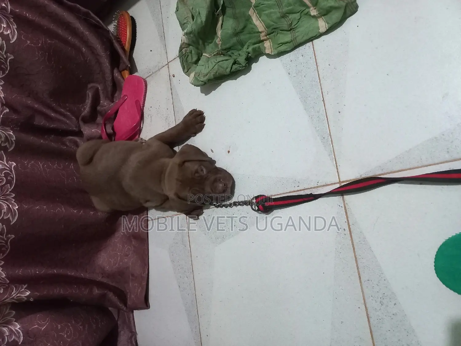 0-1 month Male Purebred Boerboel