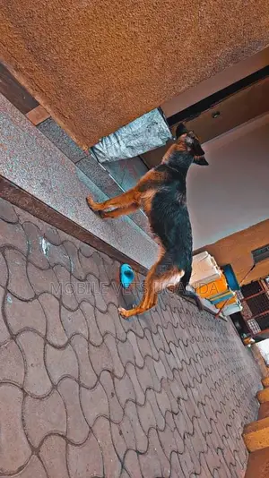 3-6 months Male Purebred German Shepherd