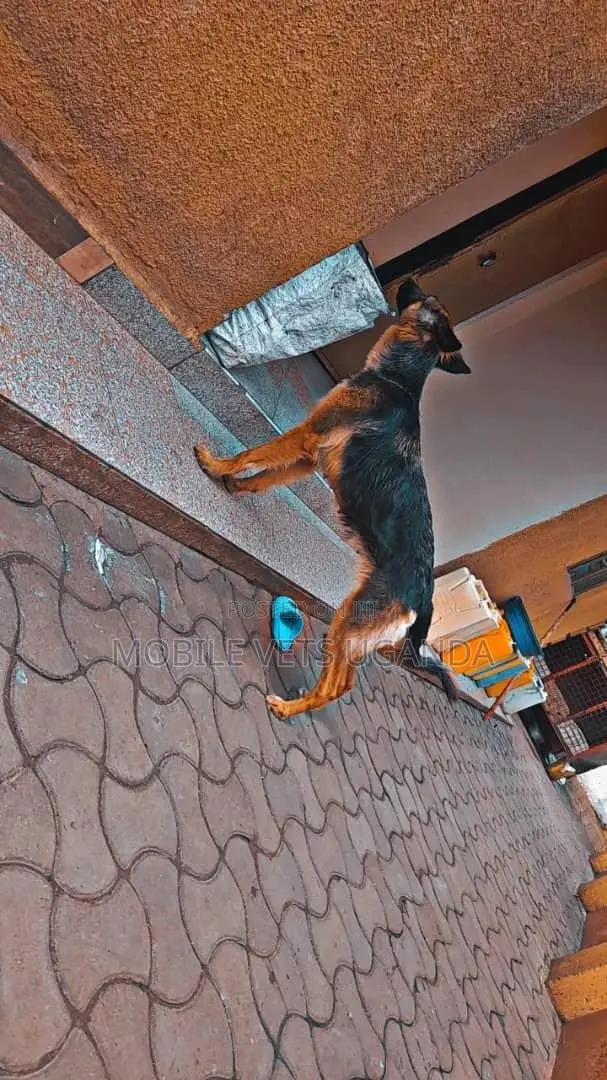 3-6 months Male Purebred German Shepherd
