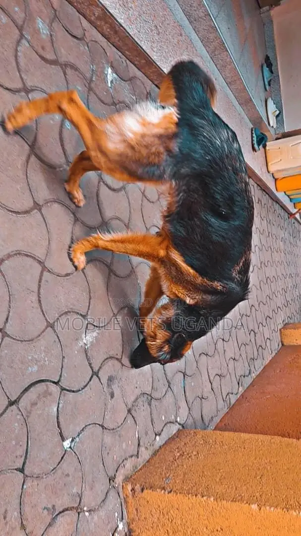6-12 months Female Purebred German Shepherd