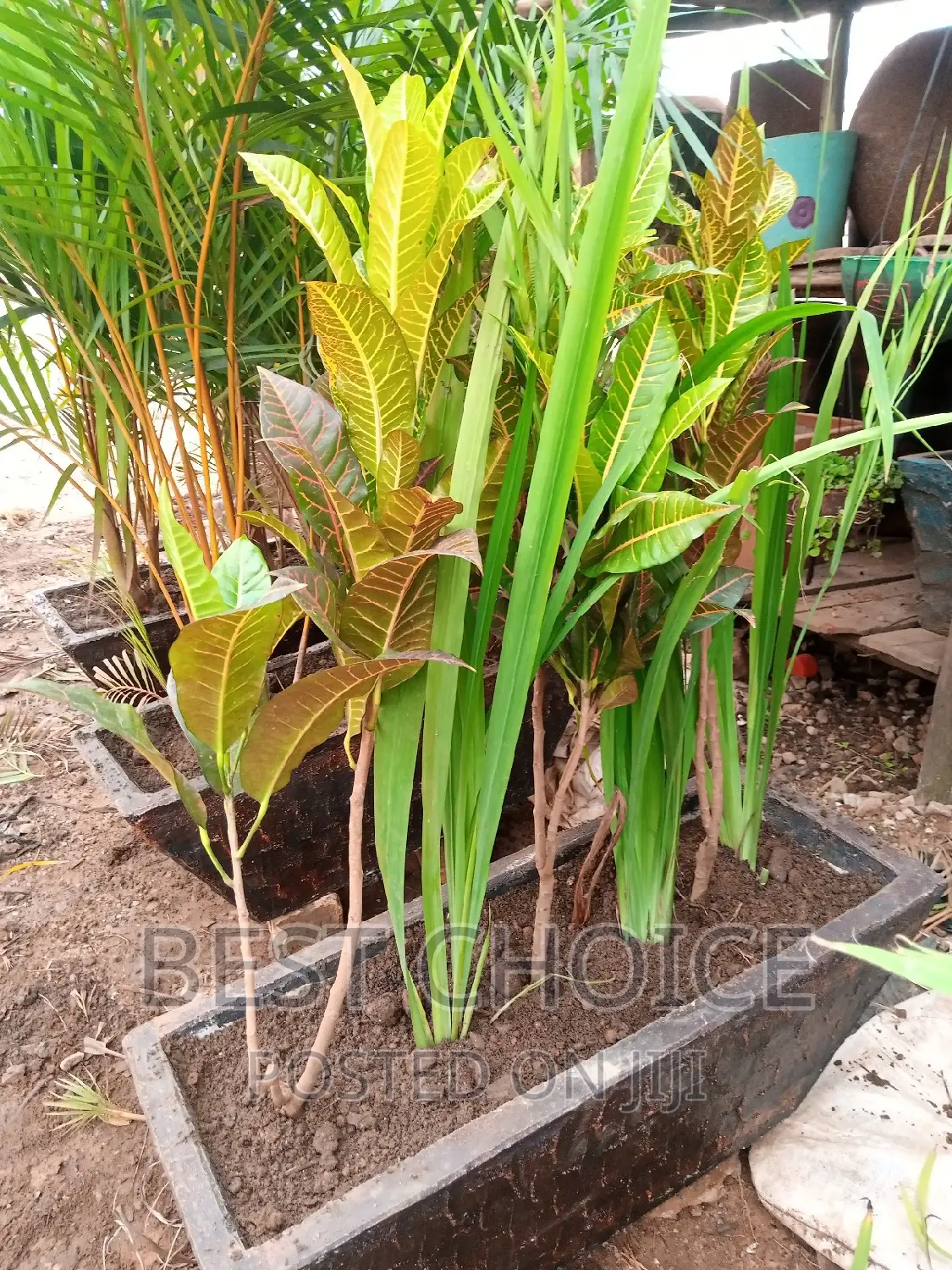 Green Up Your Space With Potted Plants and Flowers.