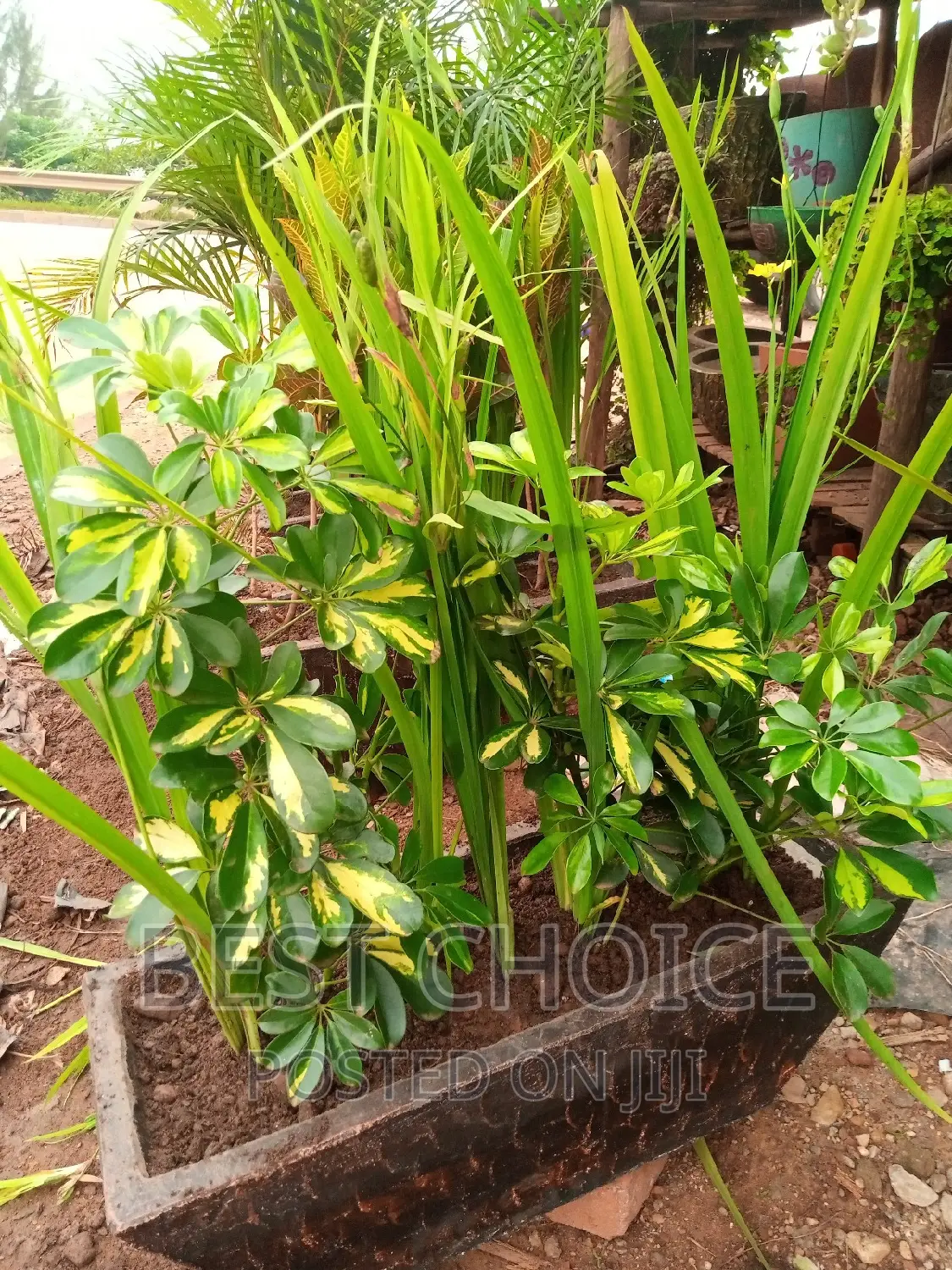 Green Up Your Space With Potted Plants and Flowers.